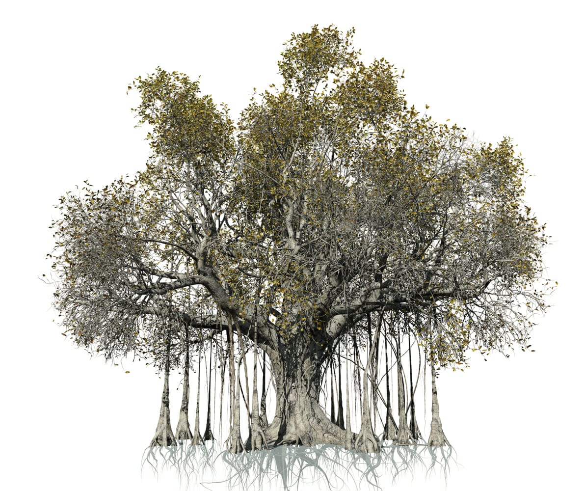 Banyan Tree Drawing Images - PARAMSTOCK