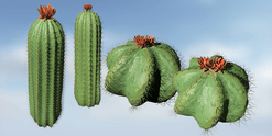 Barrel Cactus Species Pack