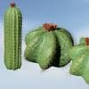 Barrel Cactus Species Pack
