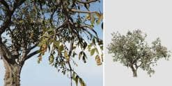 Chinaberry Tree Species Pack