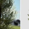 Italian Cypress: Desktop Forest (Split)