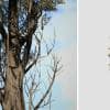 Italian Cypress: Desktop Forest (Weathered)