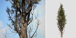 Italian Cypress: Desktop Forest (Weathered)