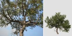 Italian Cypress Species Pack