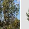 Italian Cypress: Hero Forest (Split)