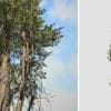 Italian Cypress: Hero Forest (Weathered)