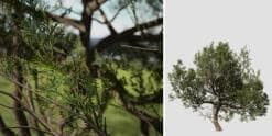 Italian Cypress: Hero Forest (Broad)