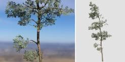 Eastern White Pine: Desktop Forest