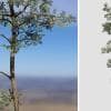 Eastern White Pine: Desktop Forest