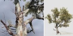 Red Gum Eucalytus: Field (Thick Trunk)