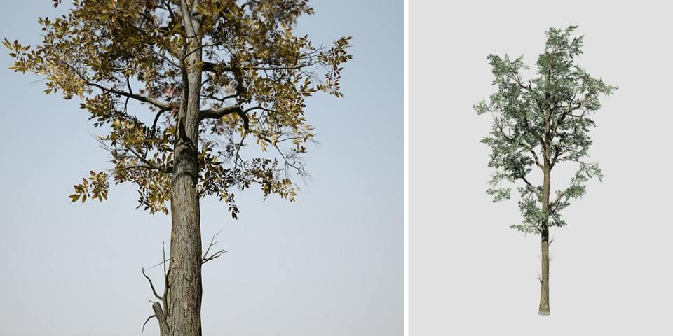 Pignut Hickory: Desktop Forest