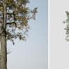 Pignut Hickory: Desktop Forest