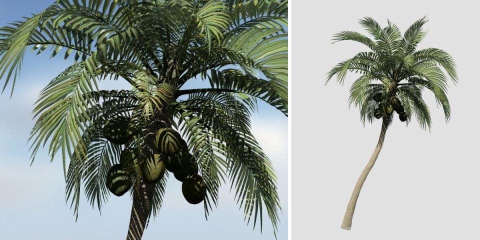Coconut Palm: Desktop (Leaning)