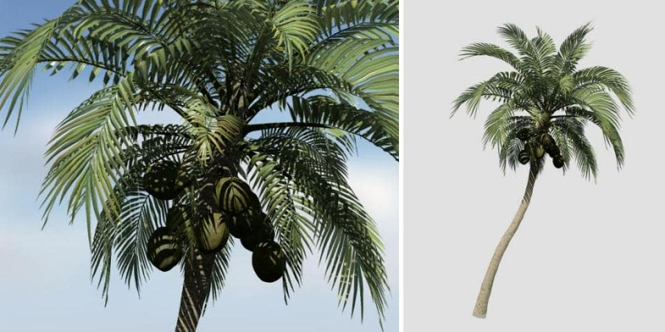 Coconut Palm Species Pack