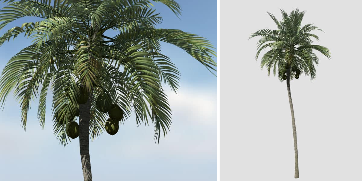 Coconut Tree vs. Palm Tree: What's the Difference?