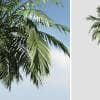 Coconut Palm: Hero (Upright)