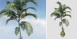 Coconut Palm Sapling (Desktop)