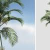 Coconut Palm Sapling (Desktop)