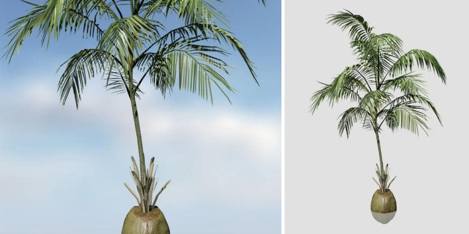 Coconut Palm Hero Sapling