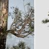 Aleppo Pine: Desktop Forest (Bent Trunk)