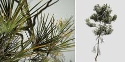 Aleppo Pine Species Pack