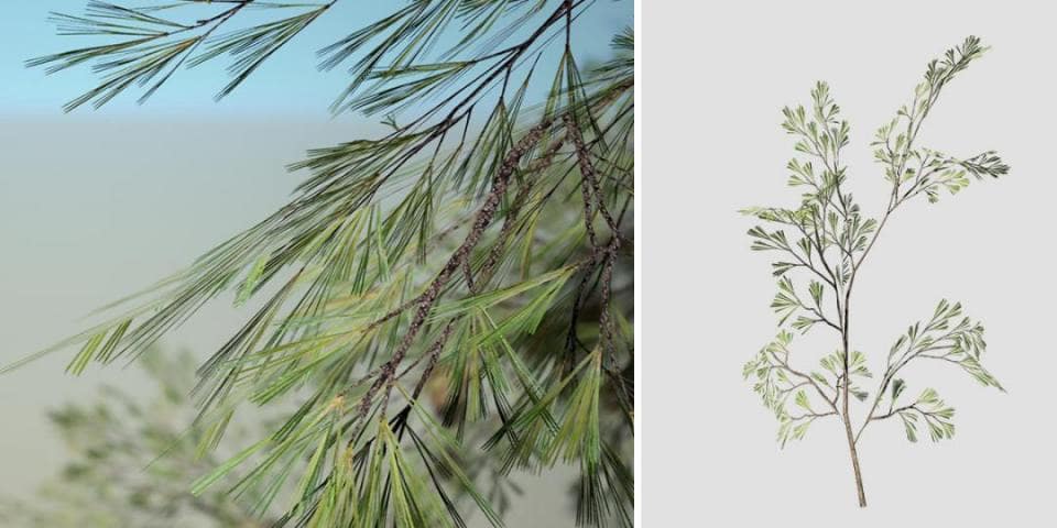 Eastern White Pine Seedling