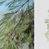 Eastern White Pine Seedling