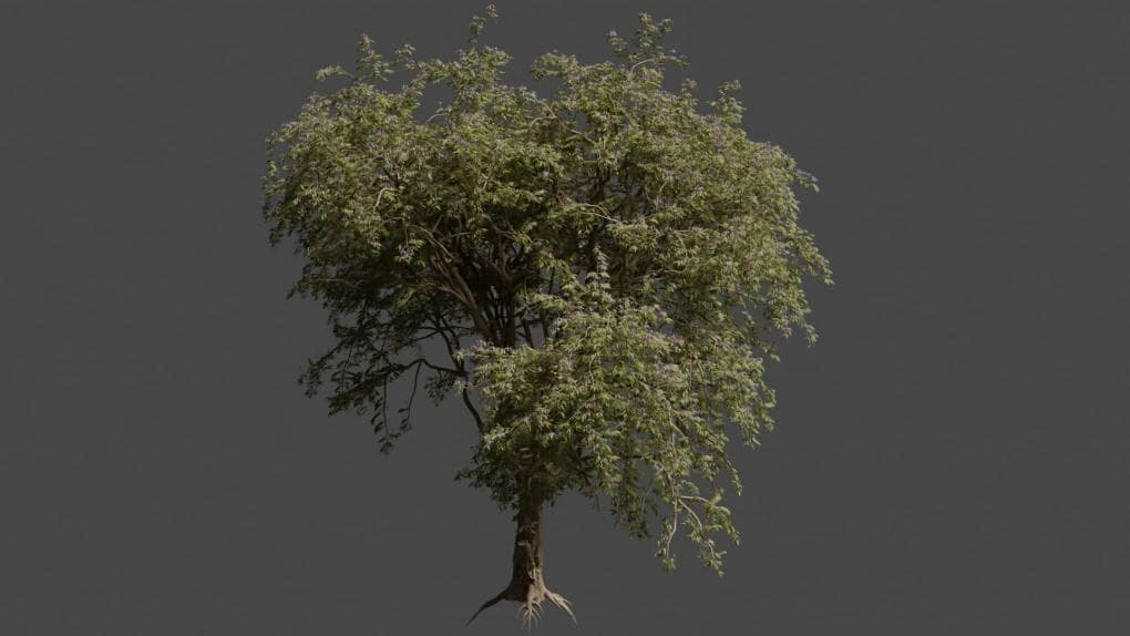 Chinaberry tree rendering in Blender using Cycles