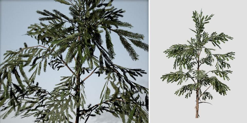 White Spruce Species Pack