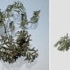 White Spruce Seedlings