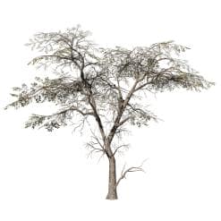 Acacia: Desktop Forest