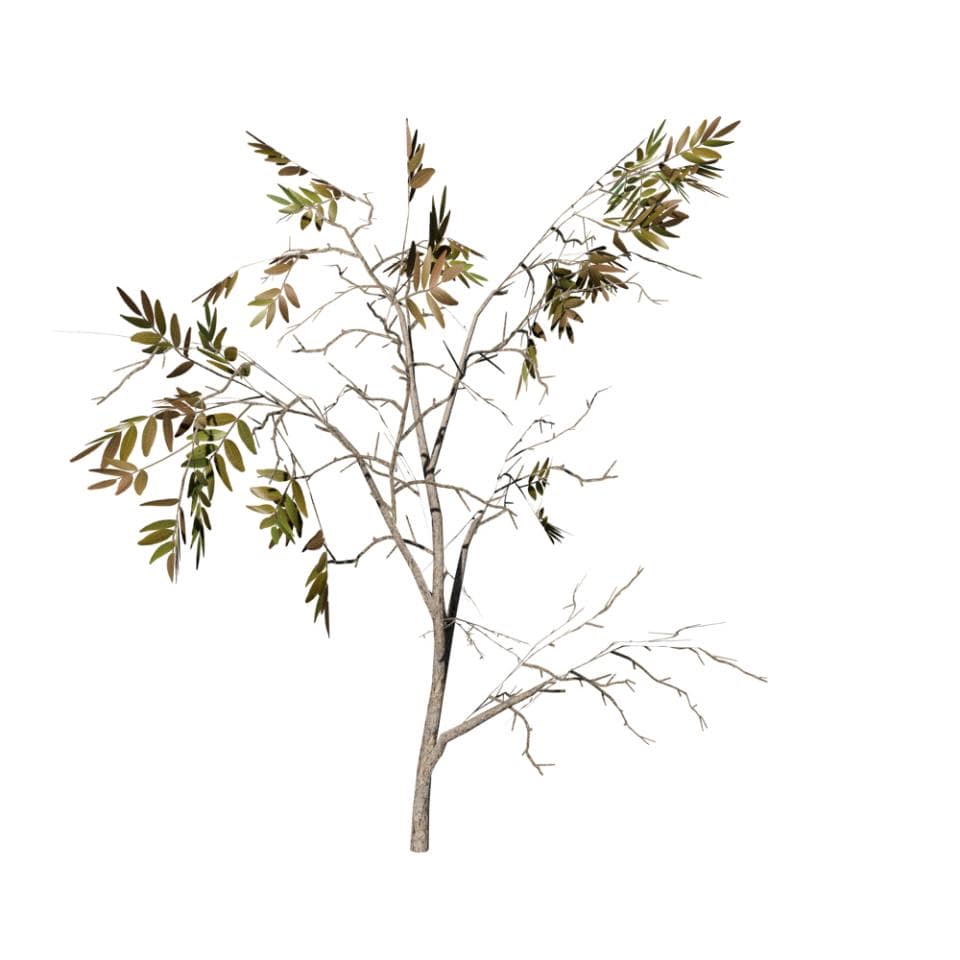 Acacia: Seedling
