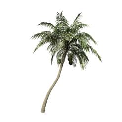 Coconut Palm: Hero (Leaning)