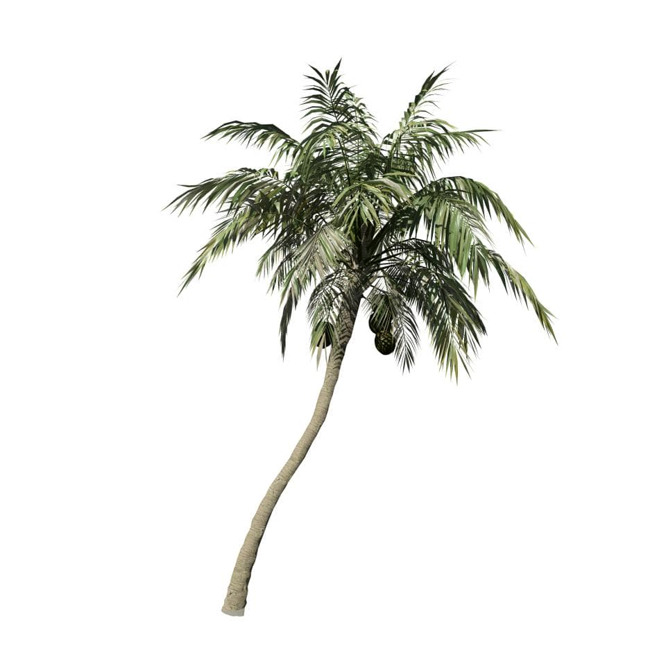 Coconut Palm: Hero (Leaning)