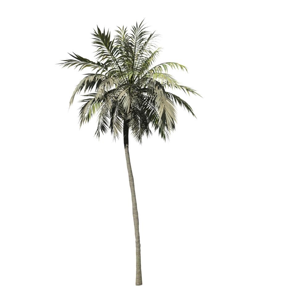 Coconut Palm: Hero (Upright)