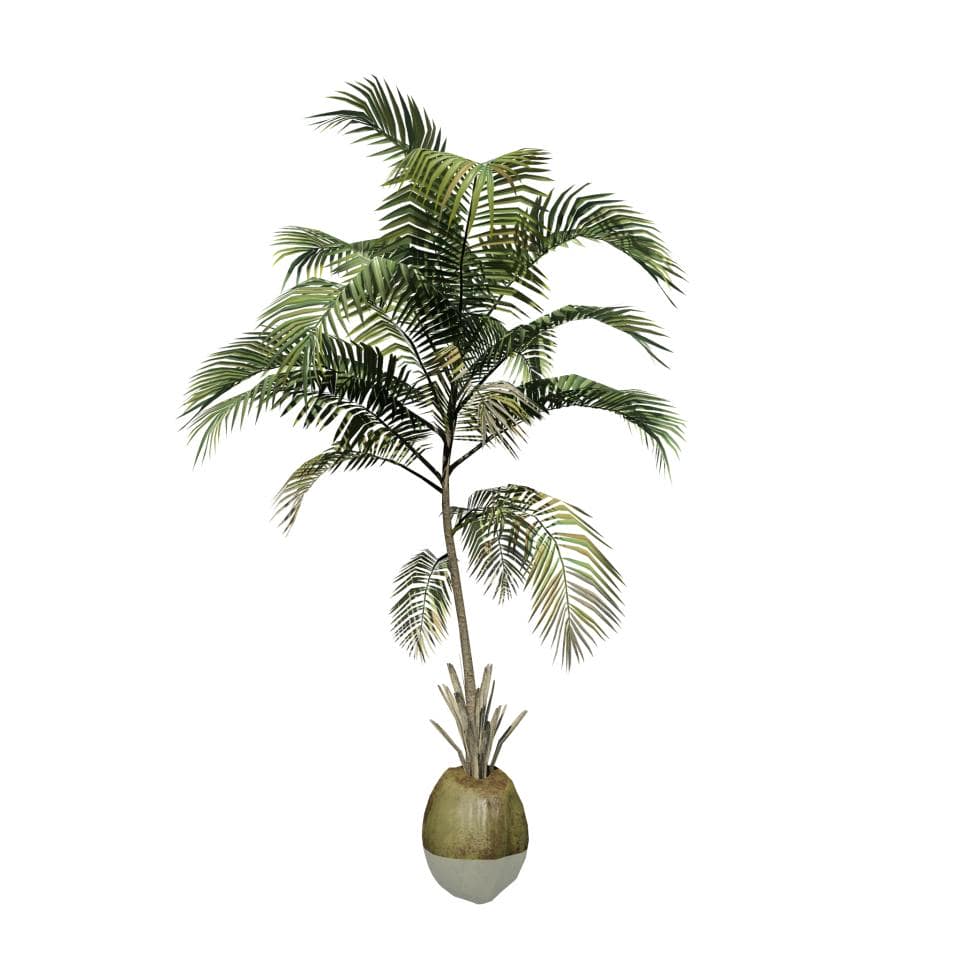 Coconut Palm: Desktop (Sapling)