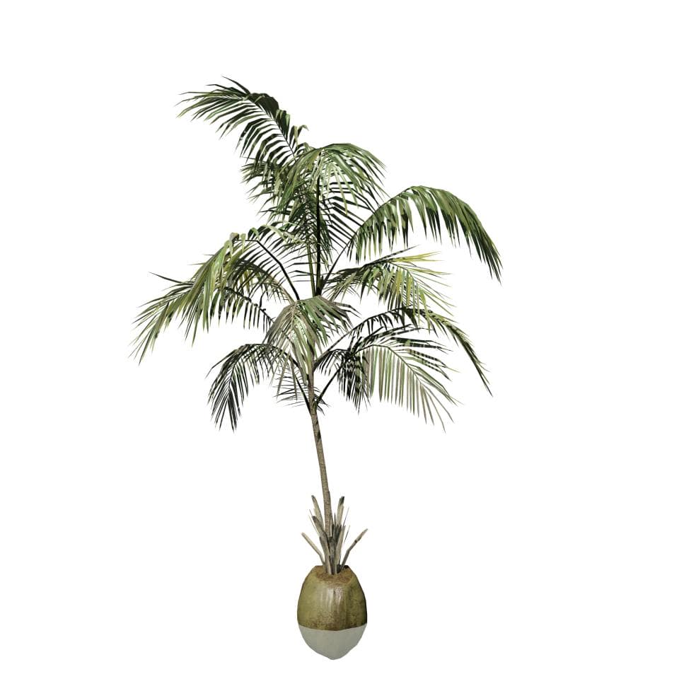 Coconut Palm: Hero (Sapling)