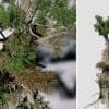 Bristlecone Pine Species Pack