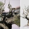 Bristlecone Pine Species Pack