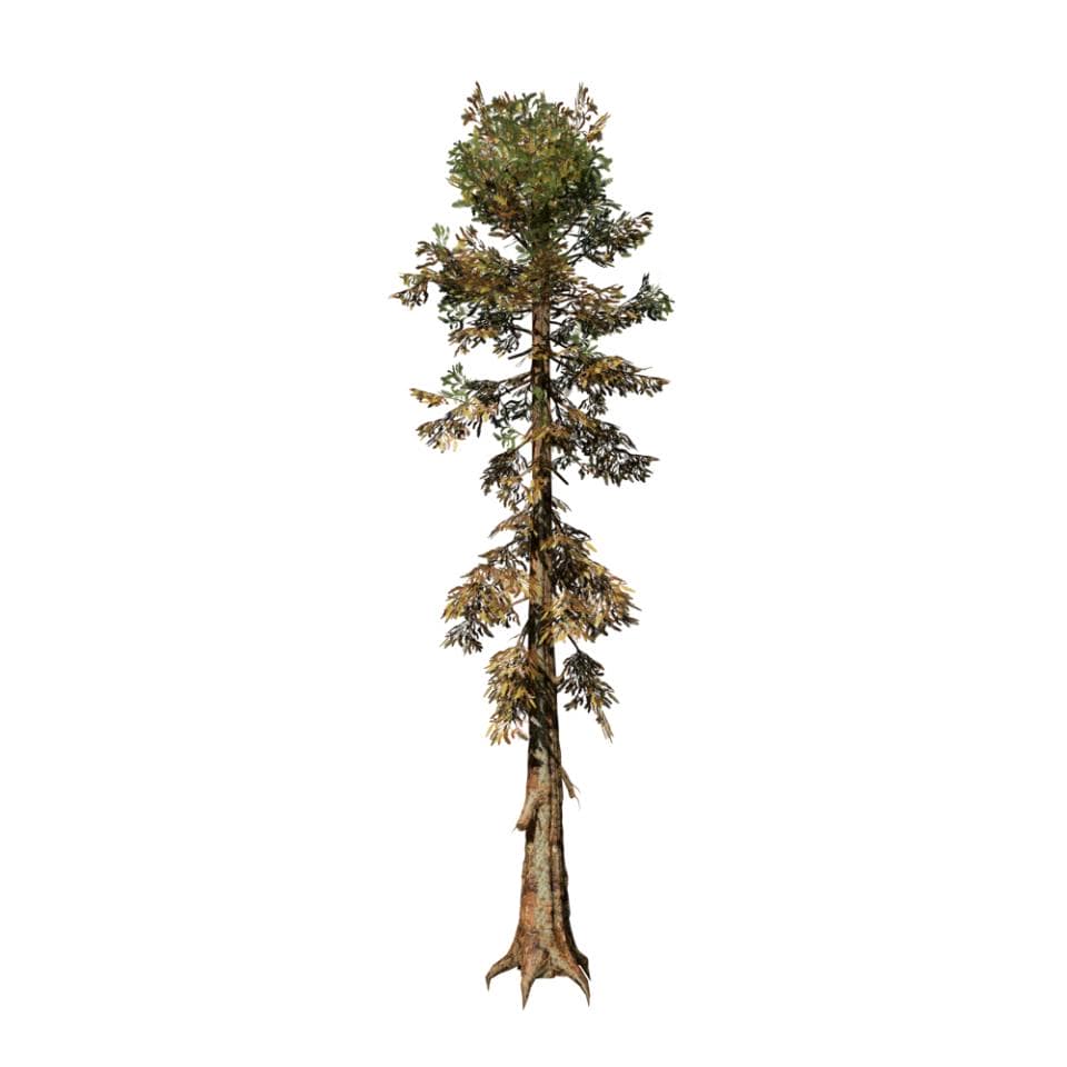 Sierra Redwood: Desktop Field