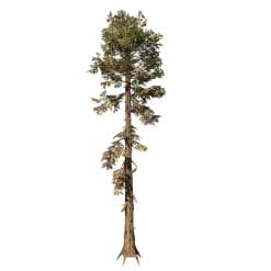 Sierra Redwood: Desktop Forest