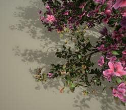 Azalea: Pruned Hedge