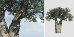 Baobab: Field (African)