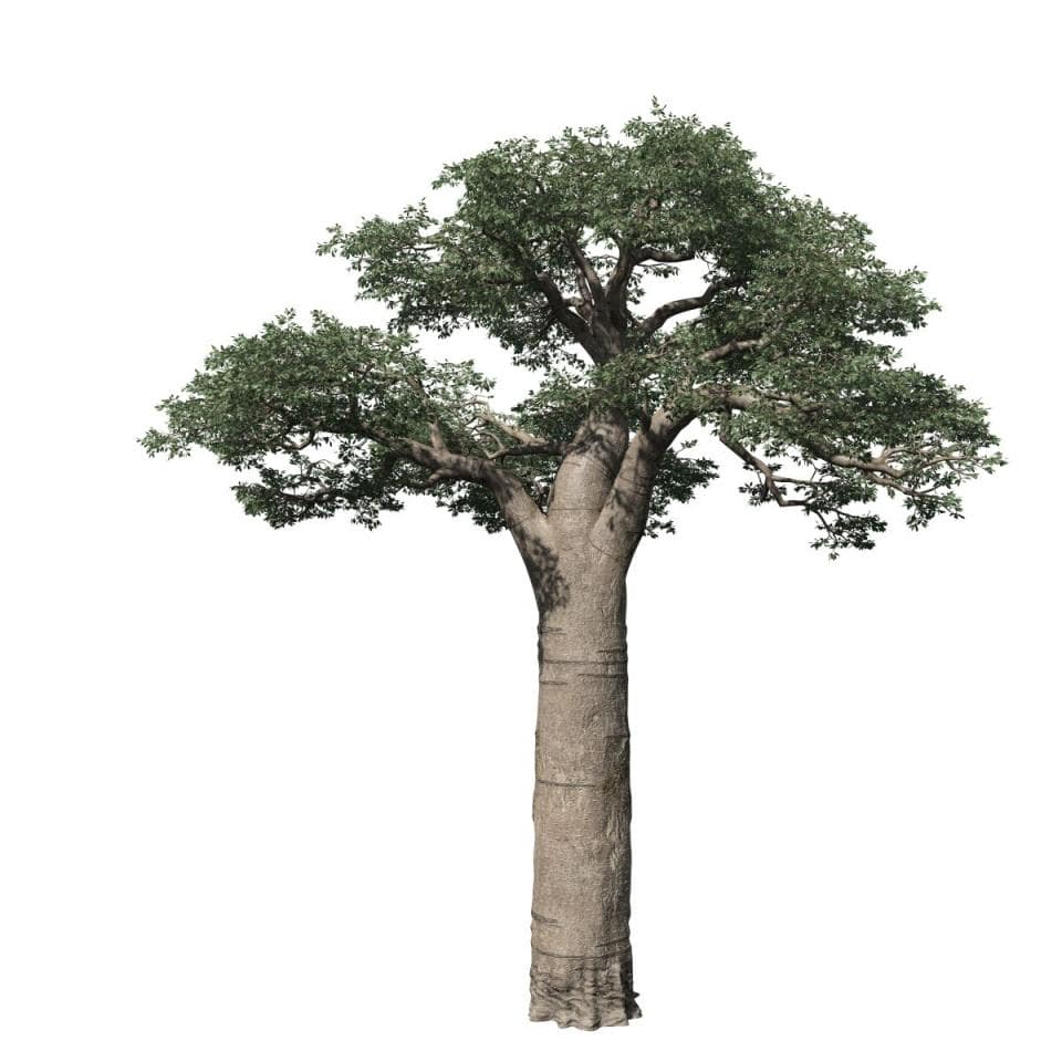 Baobab: Field (Madagascar)