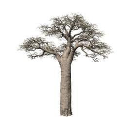 Baobab: Field (Madagascar)