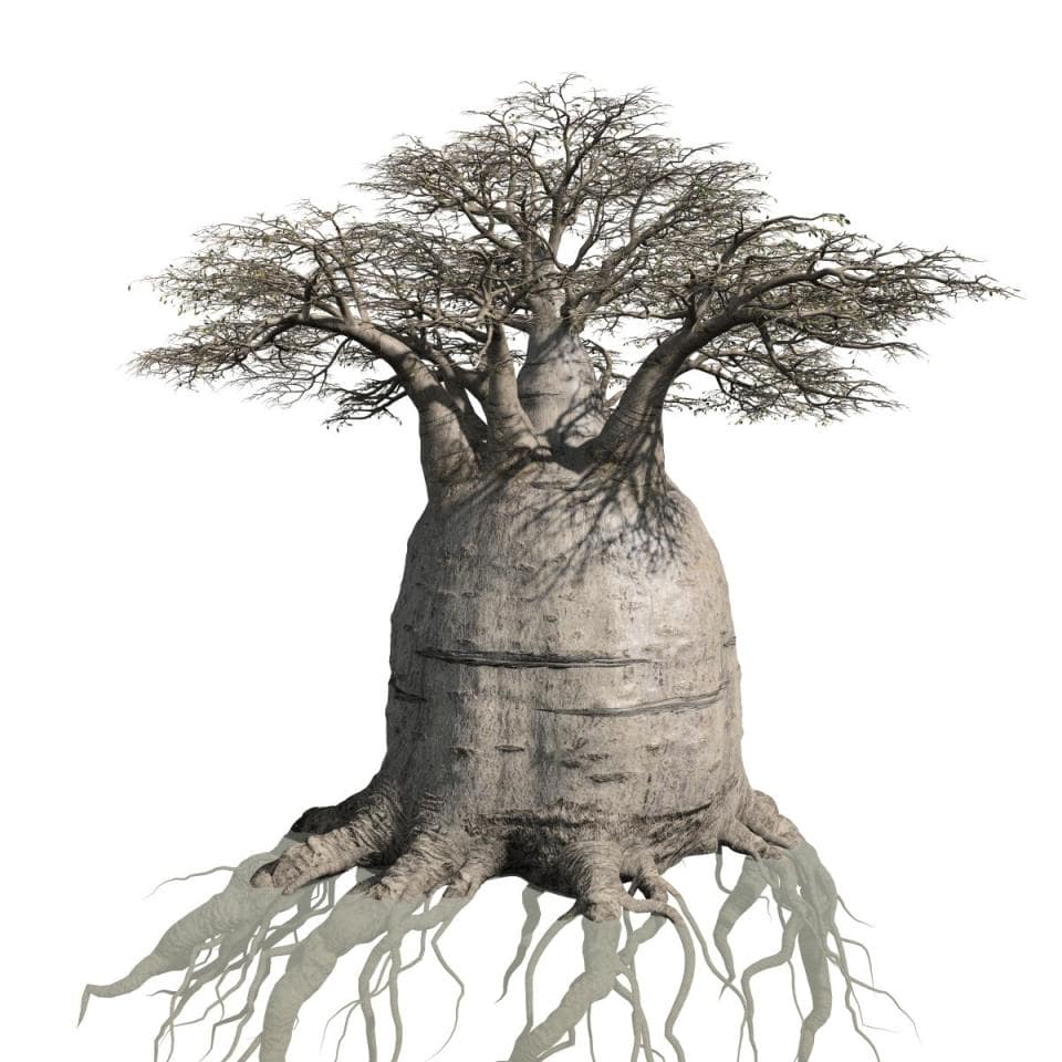 Baobab: Field (Australian)