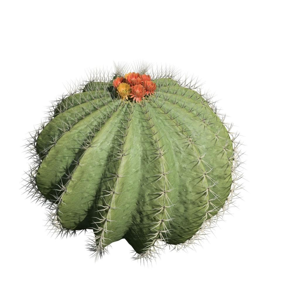 Barrel Cactus: (Dwarf)