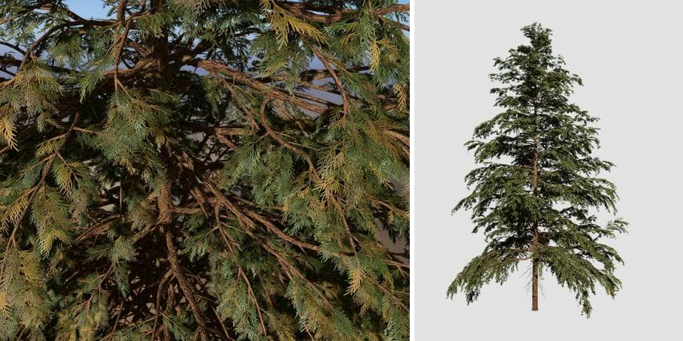 Hiba Arborvitae Cedar: Field (Wide)