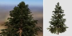 Hiba Arborvitae Cedar: Field (Narrow)