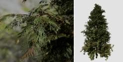Hiba Arborvitae Cedar: Field (Dense)